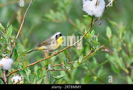 A Common Yellow-throat Warbler'Geothlypis trichas', perched on a willow branch in rural Alberta Canada Stock Photo