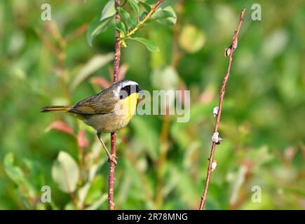 A Common Yellow-throat Warbler'Geothlypis trichas', perched on a willowbranch in his woodland habitat Stock Photo