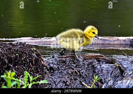 A baby Canada Goose gosling (Branta canadensis) exploring the beaver dam where he was hatched Stock Photo