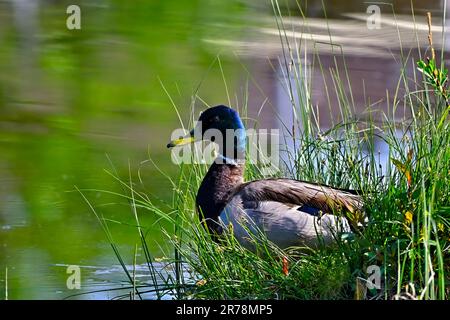 A male mallard duck sitting on a grassy patch of the shore in a small Alberta lake. Stock Photo