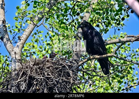 A female raven ,Corvus corax, perched on a branch watching her new hatched chicks in her nest in rural Alberta Canada Stock Photo