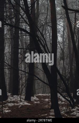 The road passing through scary mysterious forest with red light in fog ...