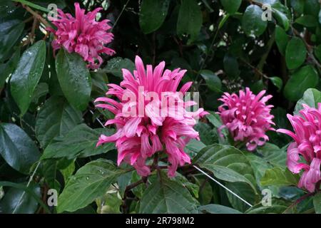 Vibrant pink ornamental flowers with green leaves blooming outdoors in Springtime Stock Photo