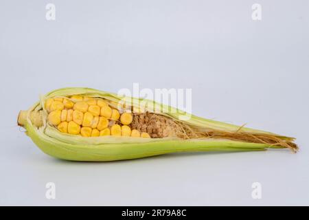 Incomplete development of corn kernels on the cob. Corn shown as an incomplete agricultural product isolated on white background. Stock Photo