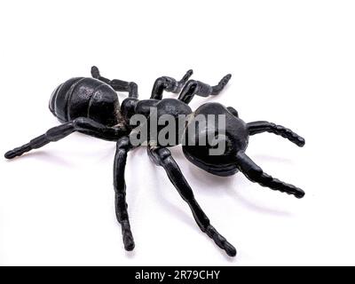 A close-up image of a large black ant, isolated on a plain white background Stock Photo