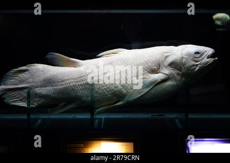Jan 28, 2023: extraordinary sight of a preserved Coelacanth in an aquarium at Seaworld, Ancol, Jakarta Stock Photo