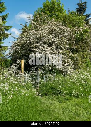 Metal gate and yellow marker post on the Leicestershire round footpath surrounded by white hawthorn and cow parsley blossom, Leicestershire, England Stock Photo
