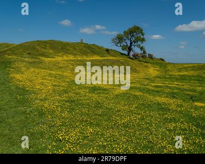 A green grassy field of bright yellow buttercup flowers (Ranunculus)  with the ramparts of Burrough Hill fort behind in June, Leicestershire, England. Stock Photo