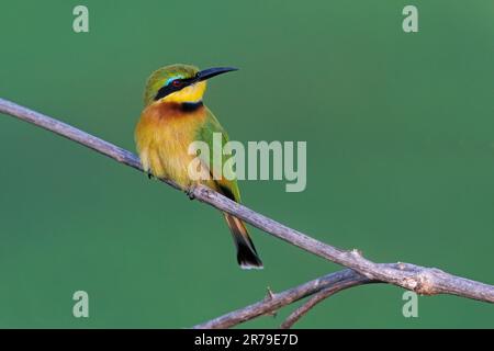 Little bee-eater, South Luangwa, Zambia, April 2023 Stock Photo