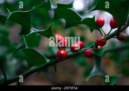 A closeup shot of a holly plant, featuring lush green foliage and vibrant red berries nestled on its branches. Stock Photo