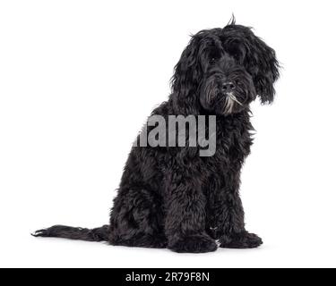 Cute black Labradoodle, sitting side ways. Looking straight to camera. Isolated on a white background. Stock Photo