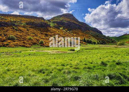 Spring landscape in the Holyrood Park with Arthur's Seat, an ancient extinct volcano with blooming bushes on slope and meadow below in Edinburgh, Scot Stock Photo