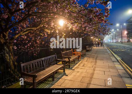 Night with streetlight illuminated cherry blossoms over sidewalk benches in spring at Princes Street in city center of Edinburgh, Scotland, UK. Stock Photo