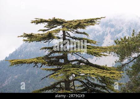Lebanon cedar tree in mountains along lycian way in Turkey Stock Photo