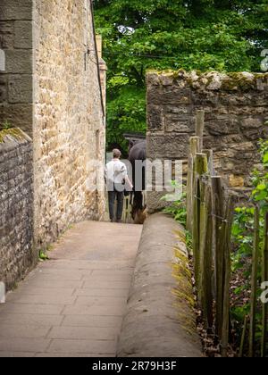 Farm hand leading the big shire horse down the alleyway to be turned out in the fields. At Beamish Museum, Stanley, County Durham, UK Stock Photo