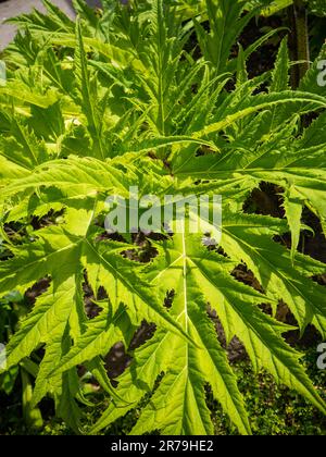 Giant Hogweed (Heracleum Mantegazzianum) growing in Alnwick Gardens Poison Garden, Alnwick, Northumberland, UK Stock Photo