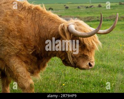 Long Haired Highland cow, Bamburgh, Northumberland. Early evening stroll across the field. Stock Photo