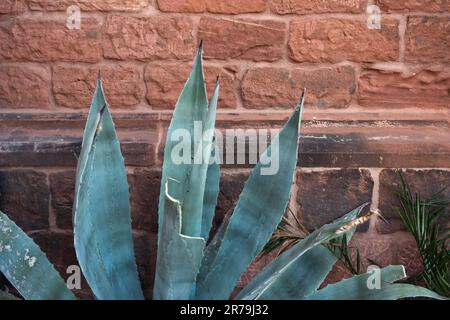 Pointy leaves of the Agave Americana plant in St. Martin, Palatinate, Germany Stock Photo