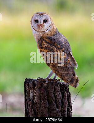 A barn owl perched atop a rustic tree stump in a lush green meadow, looking out at the countryside Stock Photo