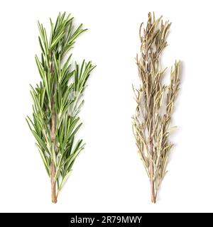 Fresh and dried rosemary sprig, from above. Fresh green rosemary branch, and the same sprig after drying. Salvia rosmarinus, an aromatic shrub. Stock Photo