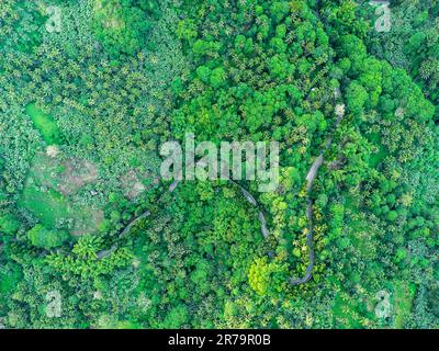 An aerial view of a winding road through a lush, green jungle in Malitbog, Bukidnon, Philippines. Stock Photo