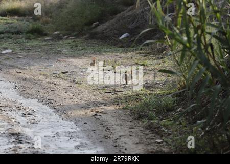 Hare running in the rambla of the almanzora valley, walking in nature Stock Photo