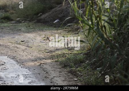 Hare running in the rambla of the almanzora valley, walking in nature Stock Photo