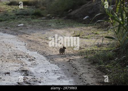 An hare sits on a path in nature Stock Photo
