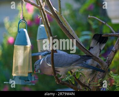 Wood Pigeons or Common Woodpigeon (Columba palumbus) feed on a hanging bird feeder in a garden on a sunny summer morning Stock Photo
