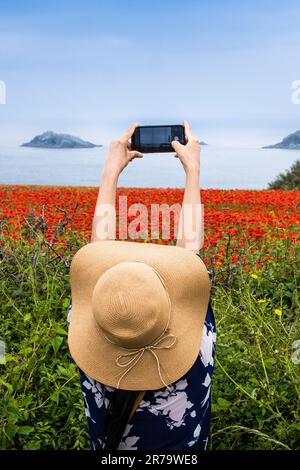 A holidaymaker using her mobile phone to photograph a field full of Common Poppies Papaver rhoeas on the coast of Crantock Bay in Newquay in Cornwall Stock Photo