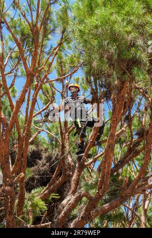 Tree surgeon trimming and thinning out branches in an overgrown fir tree, Algarve, Portugal Stock Photo