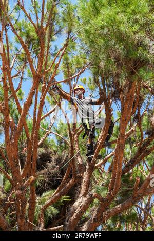 Tree surgeon trimming and thinning out branches in an overgrown fir tree, Algarve, Portugal Stock Photo