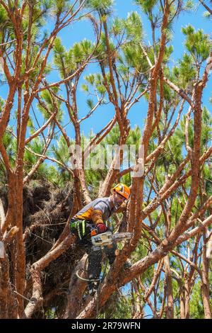 Tree surgeon trimming and thinning out branches in an overgrown fir tree, Algarve, Portugal Stock Photo