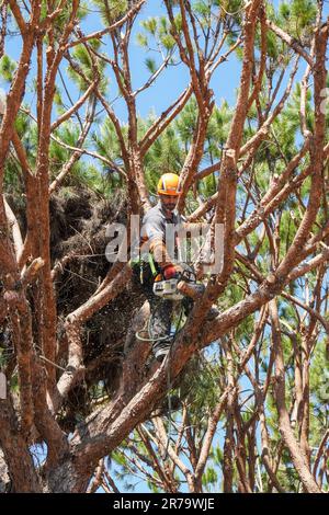 Tree surgeon trimming and thinning out branches in an overgrown fir tree, Algarve, Portugal Stock Photo