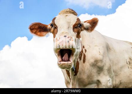 Humor portrait of a mooing cow, laughing with mouth open, showing gums, teeth and tongue Stock Photo