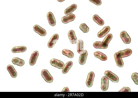 Prevotella bacteria, 3D illustration. Gram-negative anaerobic bacteria, members of oral flora, cause anaerobic infections of respiratory tract and oth Stock Photo