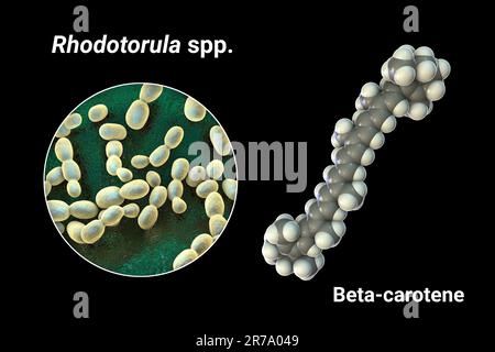 Rhodotorula fungi and molecule of beta-carotene, 3D illustration. Rhodotorula yeasts are a natural source of beta-carotene pigment, precursor of vitam Stock Photo