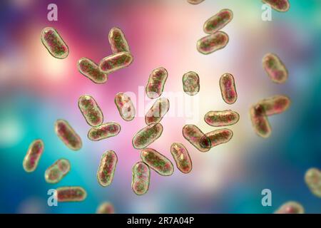 Prevotella bacteria, 3D illustration. Gram-negative anaerobic bacteria, members of oral flora, cause anaerobic infections of respiratory tract and oth Stock Photo