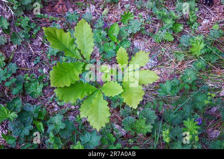 Quercus mongolica young plant in the forest. Stock Photo