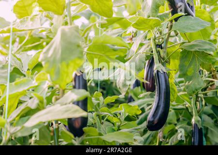 Mature eggplant grows in an agricultural farm greenhouse Stock Photo