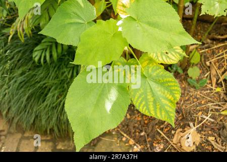 Zurich, Switzerland, May 22, 2023 African hemp plant or Sparrmannia Africana at the botanical garden Stock Photo