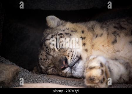 A majestic snow leopard is resting on the ground in a peaceful pose, with its tongue lolling out Stock Photo