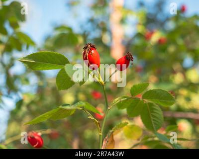 Beautiful red and orange rose hip berries growing on a bush in a forest on a sunny day. Stock Photo