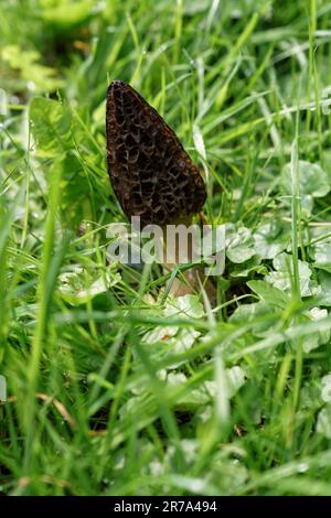 Black morels (Morchella elata) growing on the side of a country lane in a Wiltshire village Stock Photo