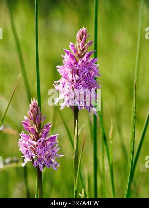 Common spotted orchid (Dactylorhiza fuchsii) - close up of two flower heads in a wild flower meadow Stock Photo