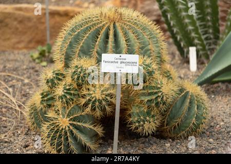 Zurich, Switzerland, May 22, 2023 Glaucous barrel cactus or Ferocactus Glaucescens at the botanical garden Stock Photo