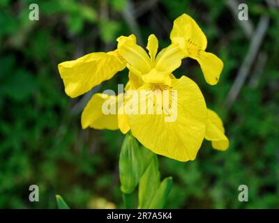 Close up of a yellow iris flower - Iris pseudacorus - aka yellow flag or water flag Stock Photo