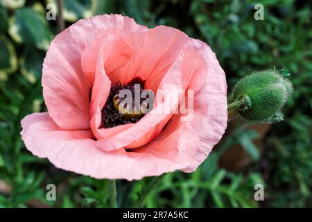 Portrait of a large pink poppy flower with green bud Stock Photo