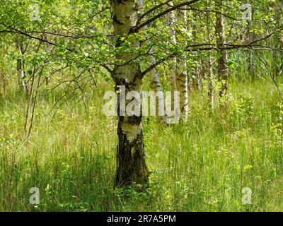 Birch trees surrounded by vibrant green grass and foliage on a summer afternoon Stock Photo