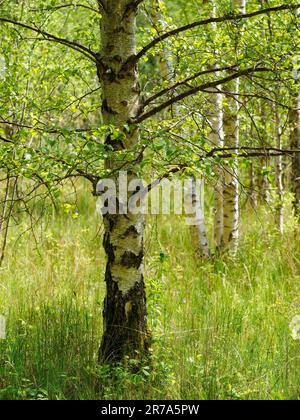 Birch trees surrounded by vibrant green grass and foliage on a summer afternoon Stock Photo